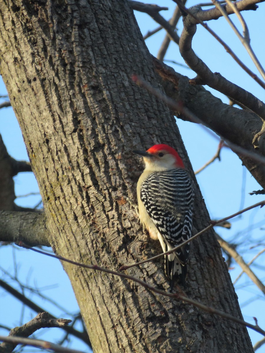 Red-bellied Woodpecker - ML89303811