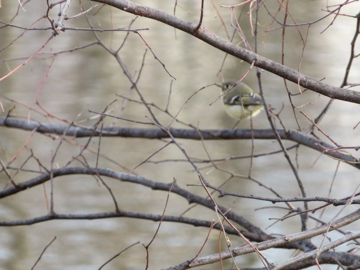 Ruby-crowned Kinglet - ML89305641