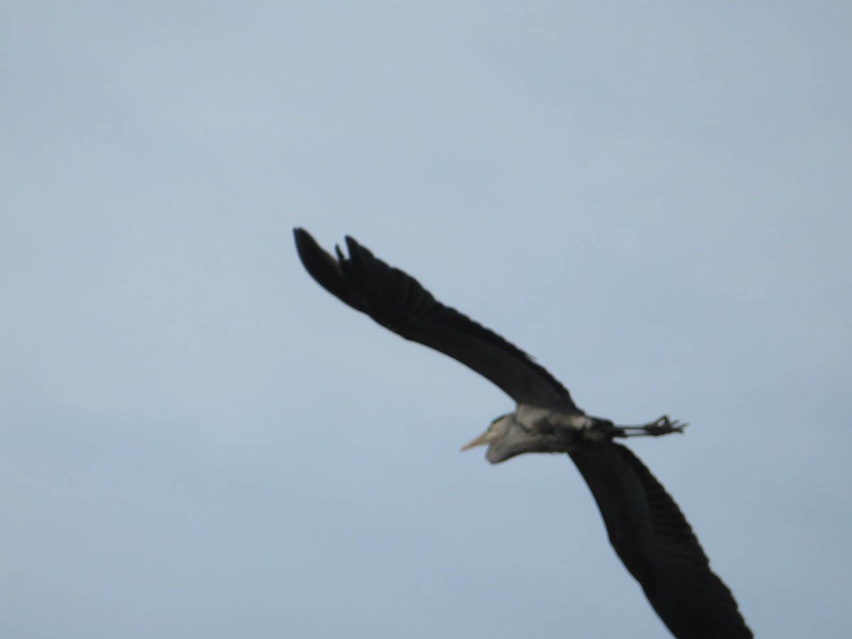 Great Blue Heron - ML89305661