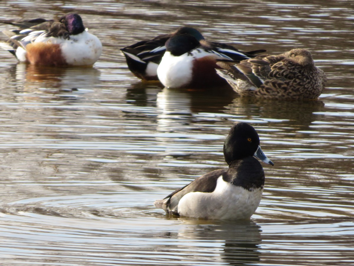 Ring-necked Duck - ML89305691