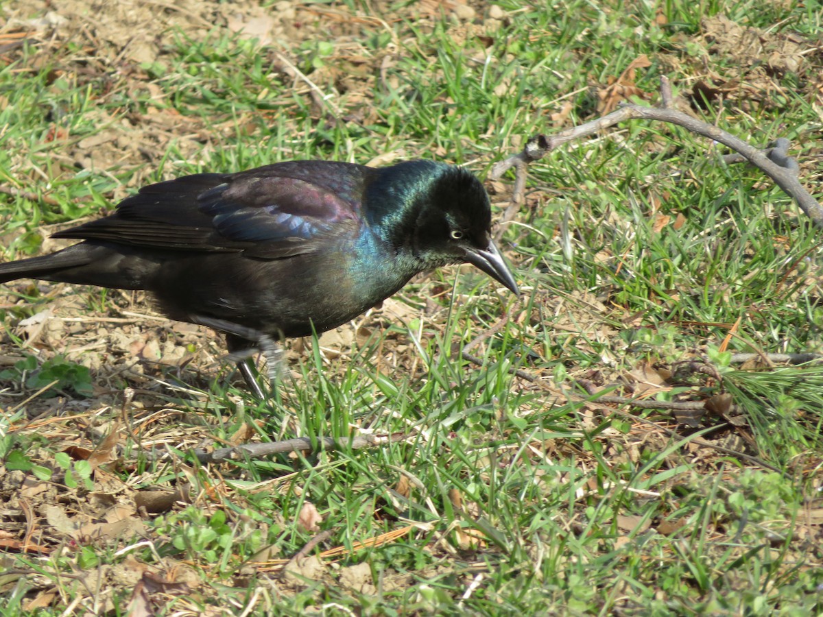 Common Grackle - ML89305811