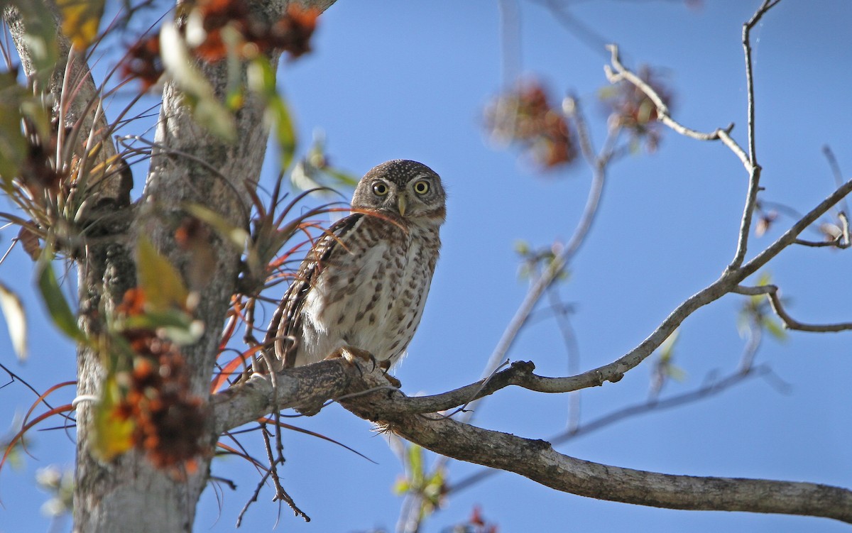 Cuban Pygmy-Owl - ML89306361