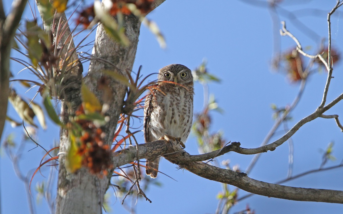 Cuban Pygmy-Owl - Christoph Moning