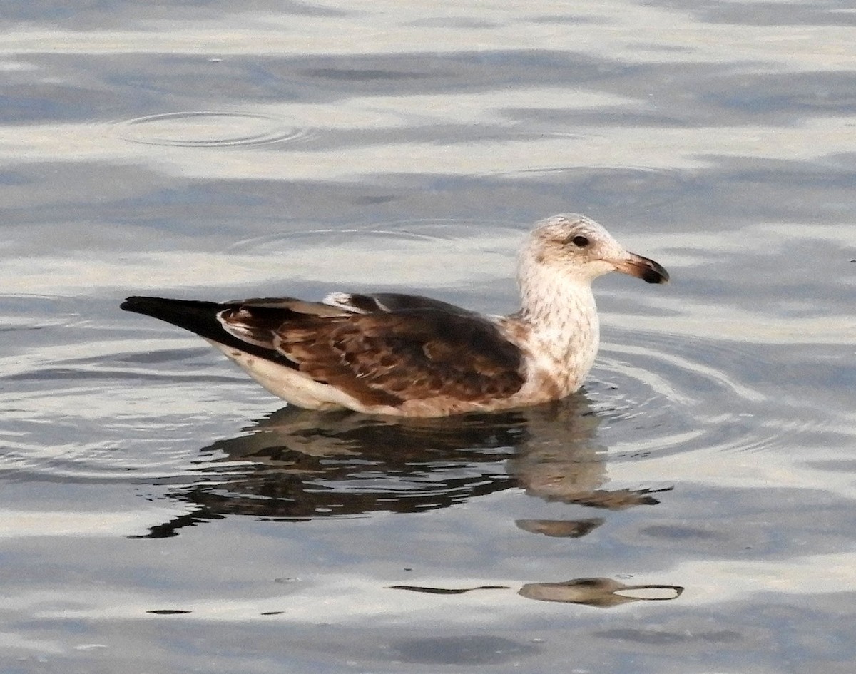 Kelp Gull - ML89306641