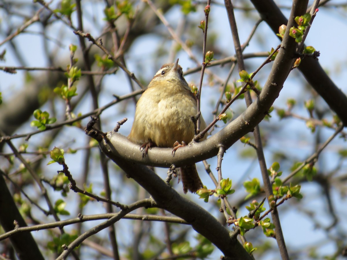 Carolina Wren - ML89306771