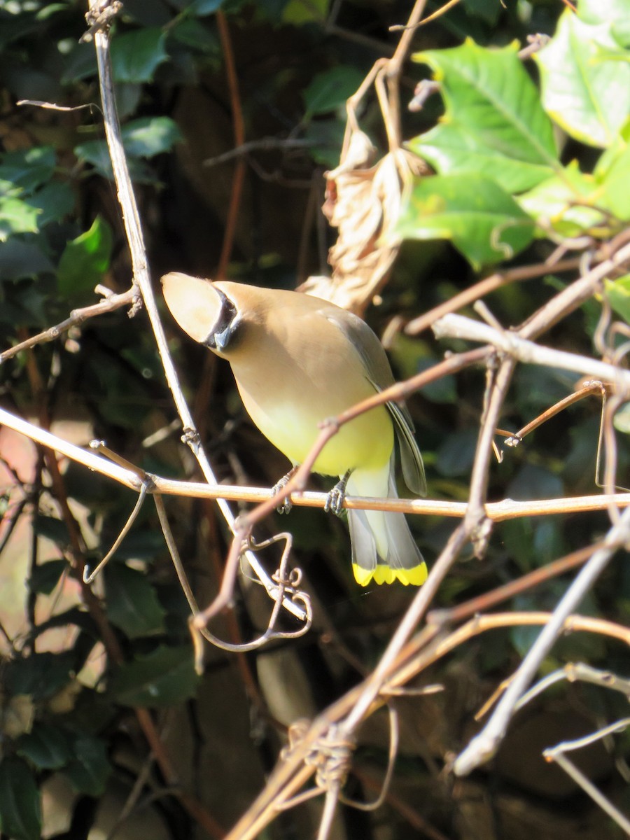 Cedar Waxwing - ML89306791