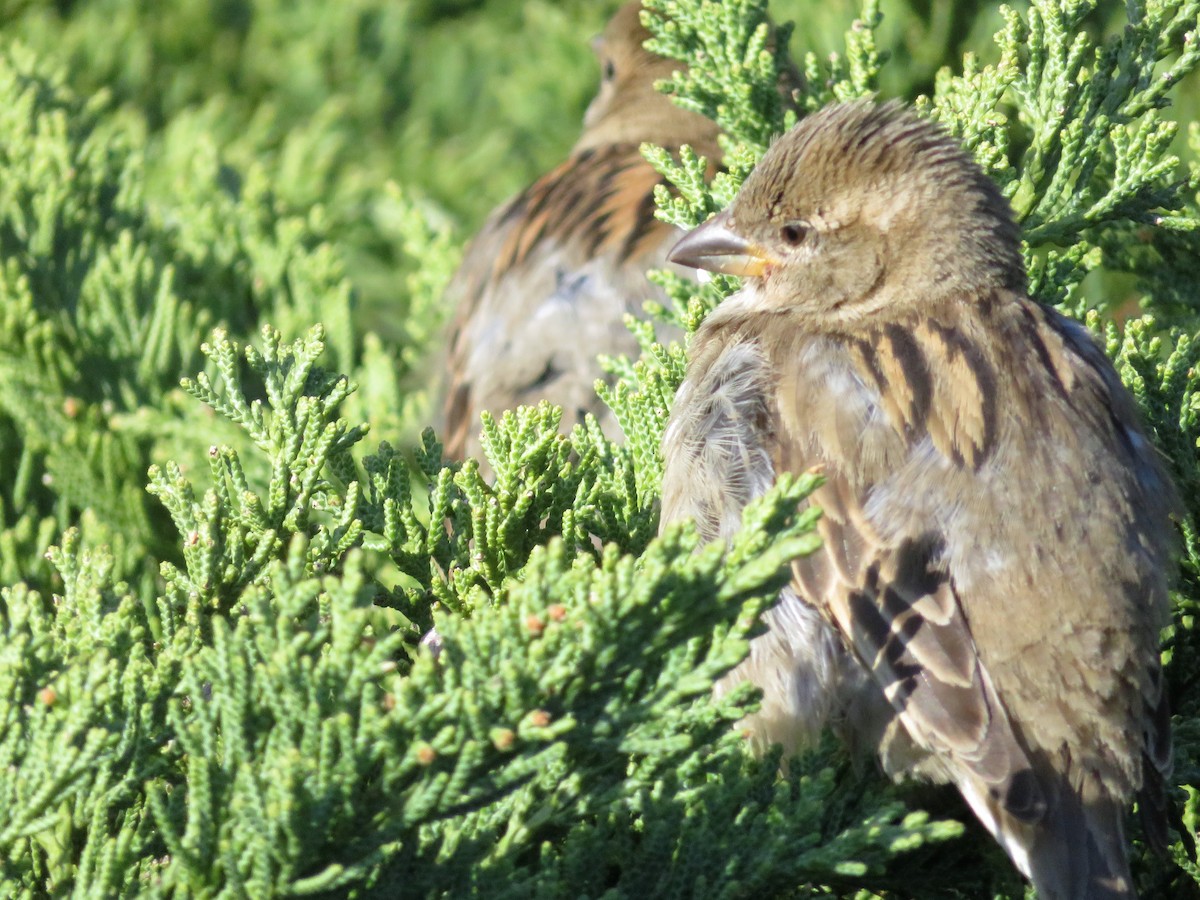 Moineau domestique - ML89307391