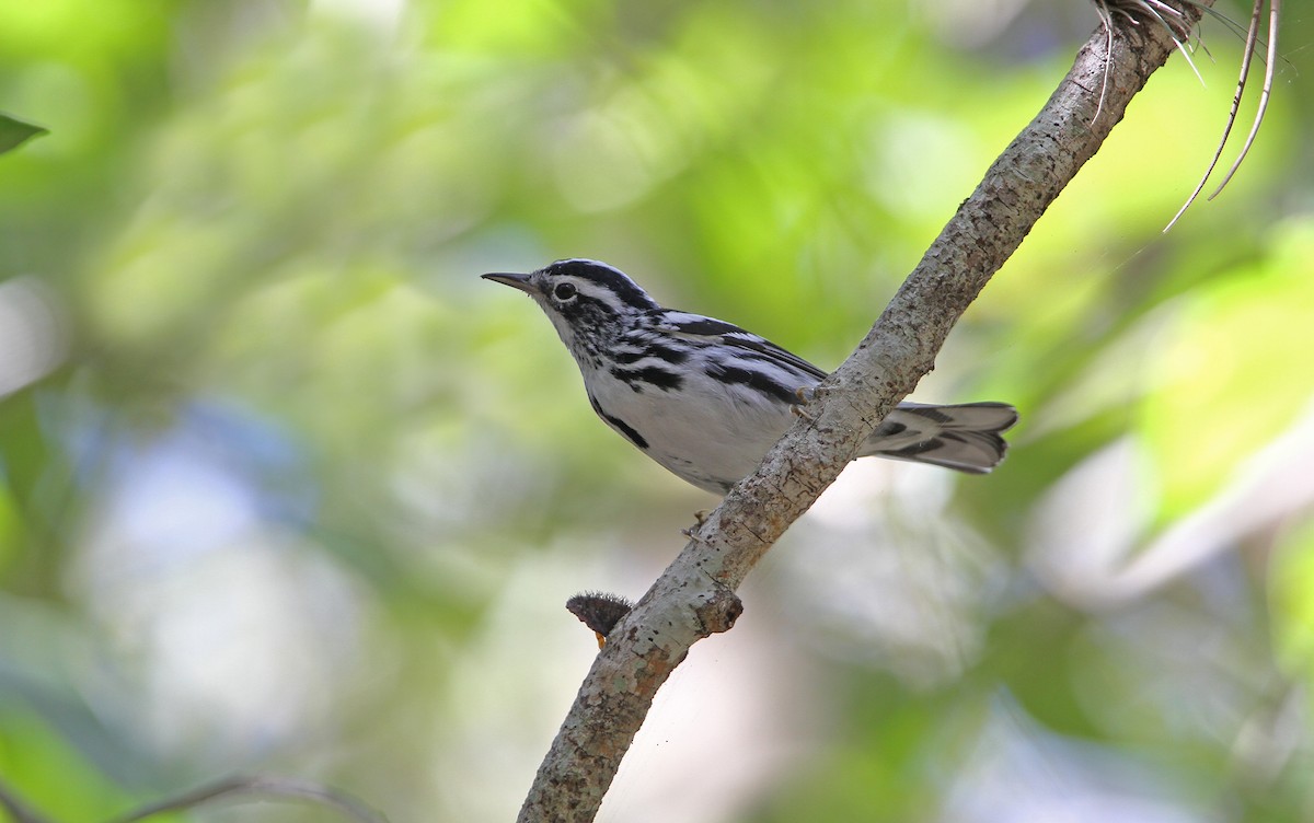 Black-and-white Warbler - Christoph Moning