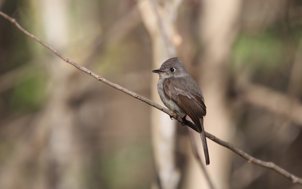 Cuban Pewee - Christoph Moning
