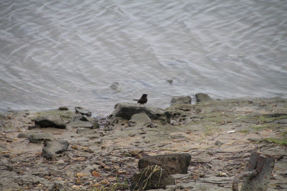 Black Phoebe - Niklas Klauss