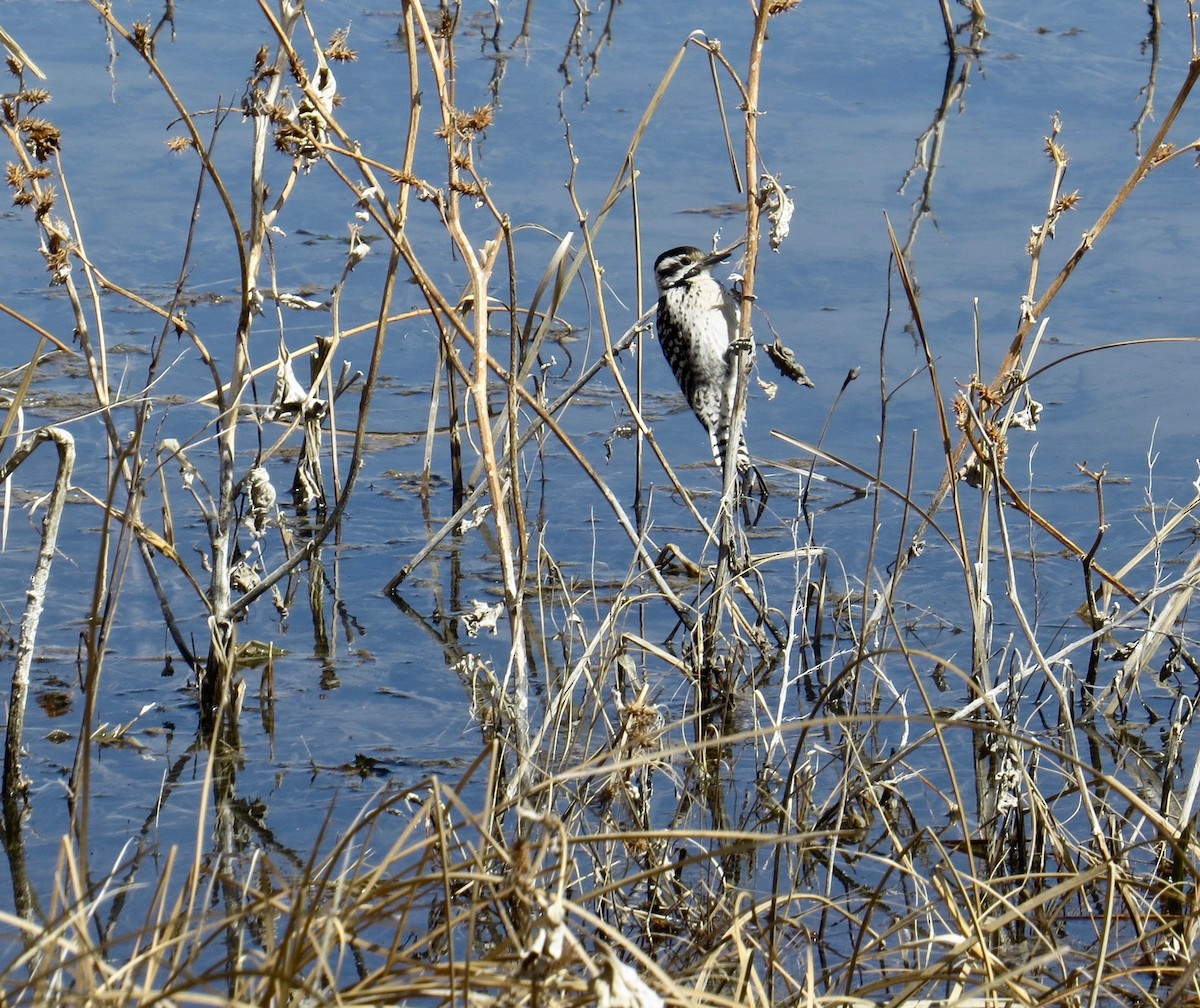 Ladder-backed Woodpecker - ML89310001