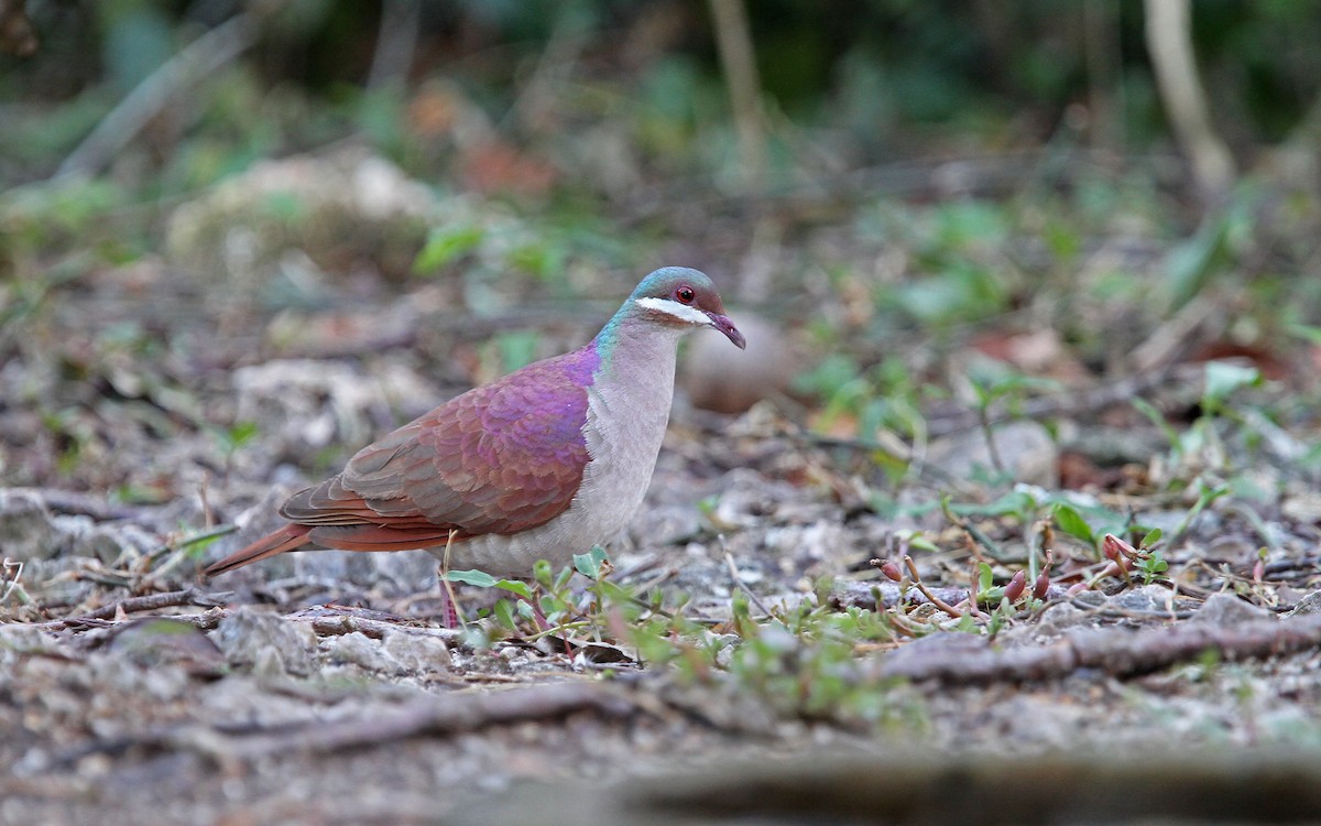 Key West Quail-Dove - ML89313131