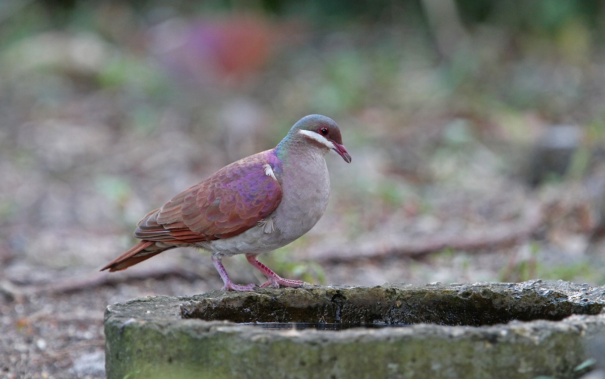 Key West Quail-Dove - Christoph Moning