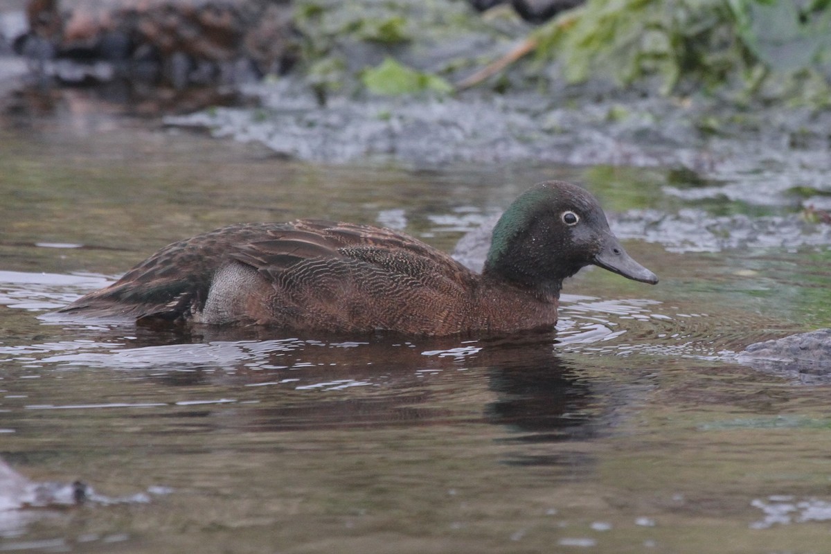 Campbell Islands Teal - James (Jim) Holmes