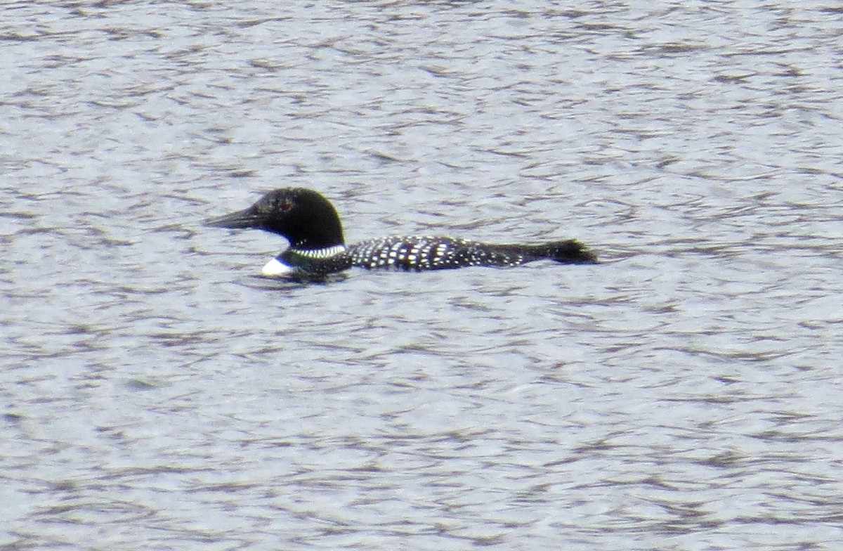 Common Loon - John Meredig