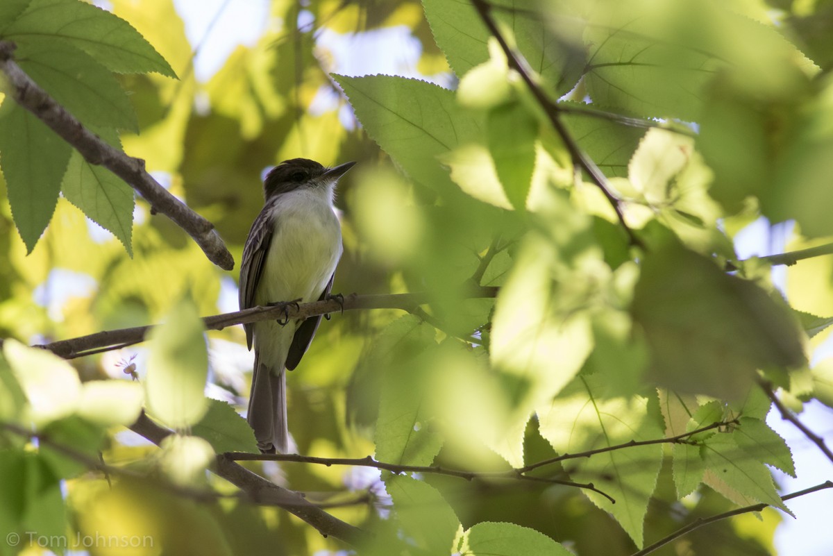 Stolid Flycatcher - ML89315871