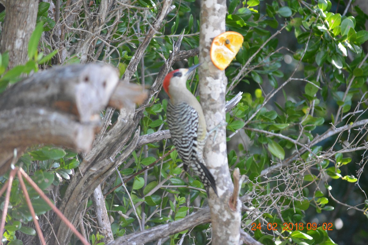 West Indian Woodpecker - Anonymous