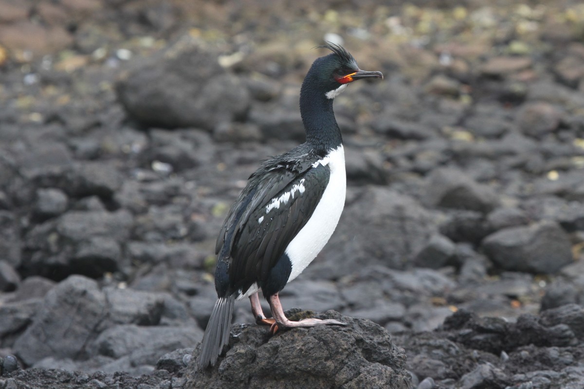 Campbell Islands Shag - ML89316821