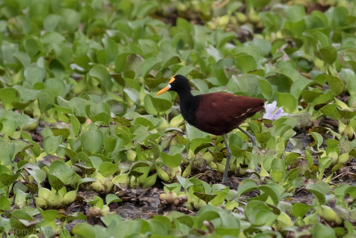 Jacana Centroamericana - ML89316851