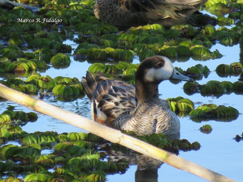 Chiloe Wigeon - Marco Fidalgo