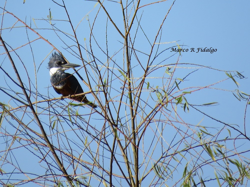 Ringed Kingfisher - ML89317311