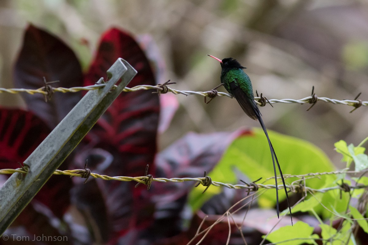 kolibřík červenozobý - ML89317741