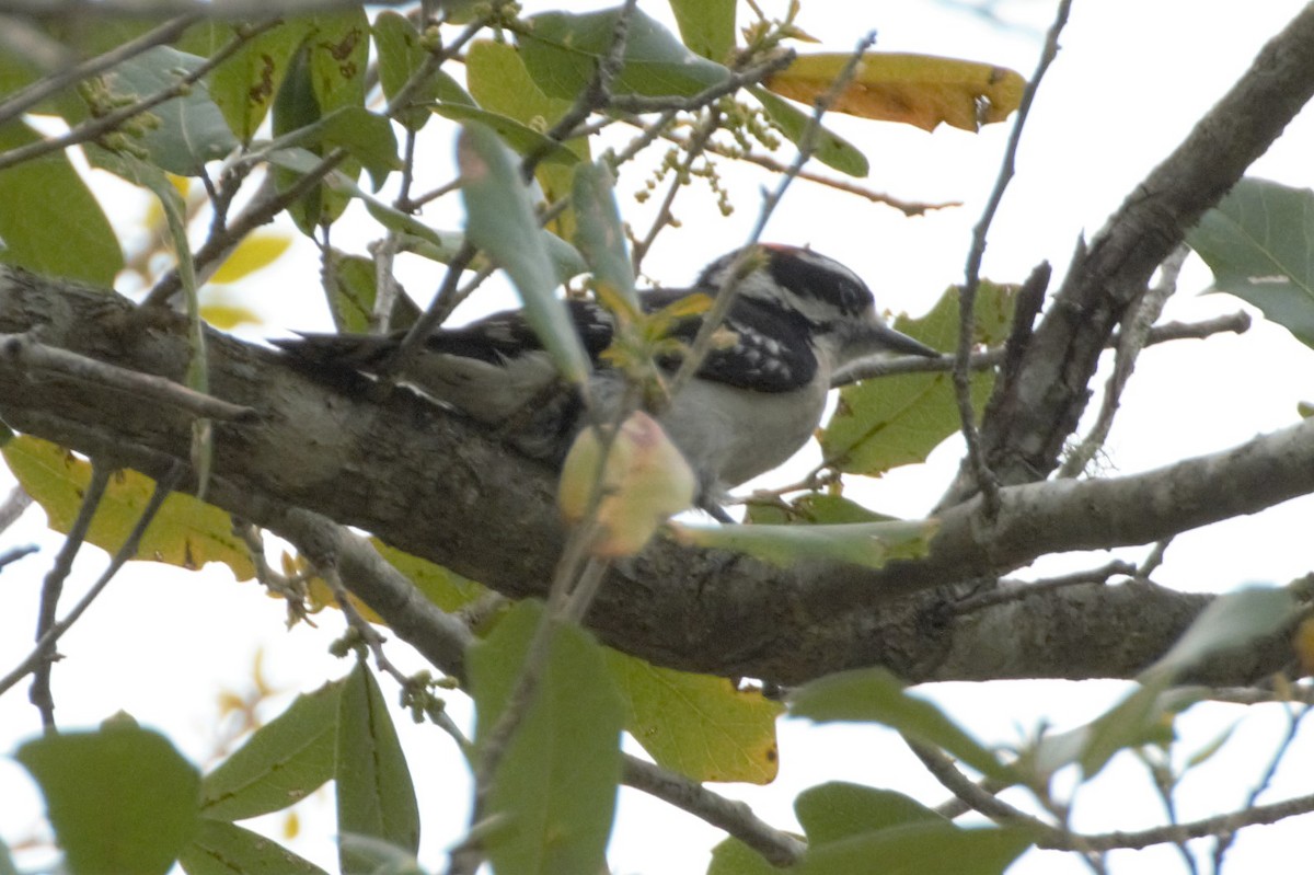 Downy Woodpecker - ML89318001