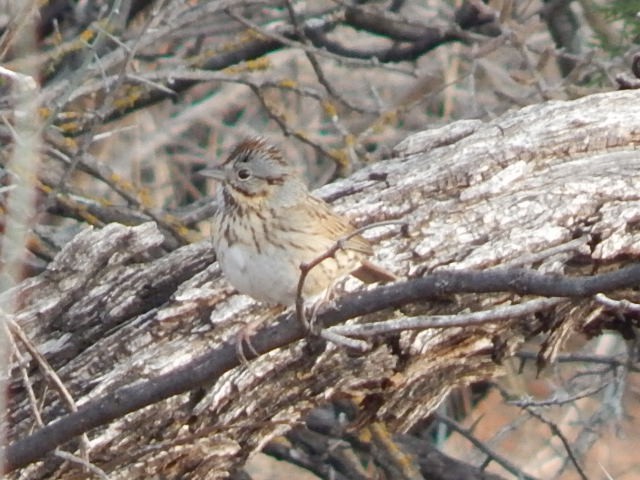 Lincoln's Sparrow - Jason Fisher