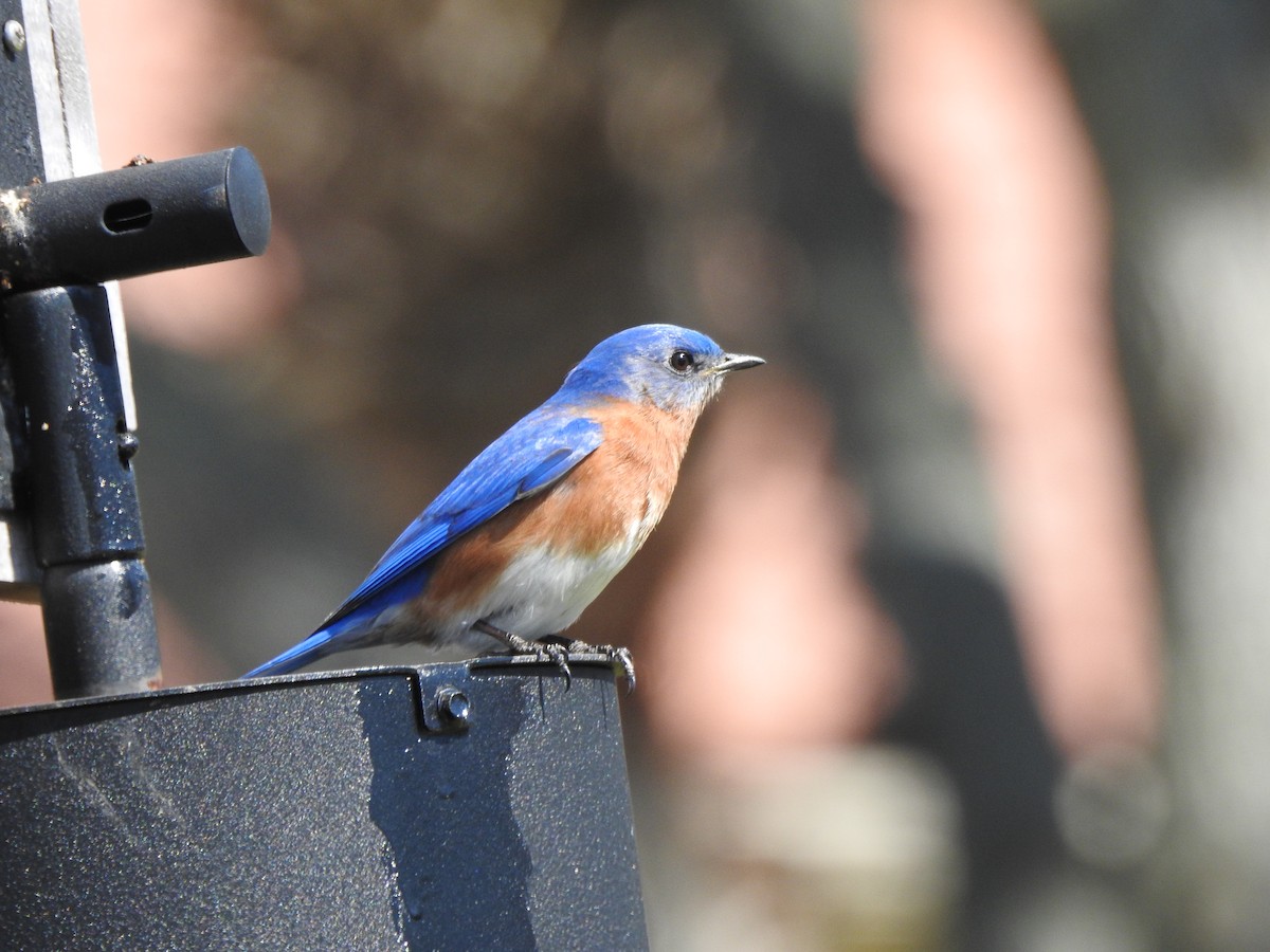 Eastern Bluebird - ML89318711