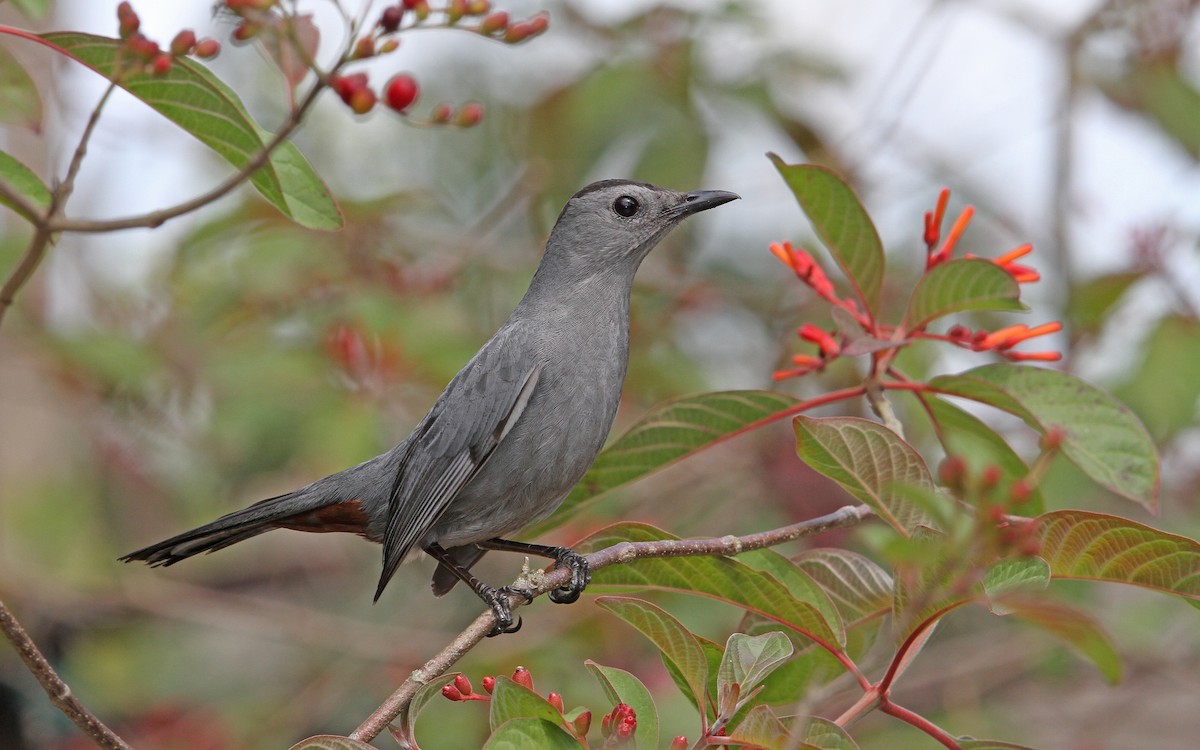 Gray Catbird - ML89319021