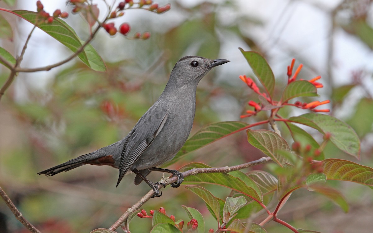 Gray Catbird - ML89319021