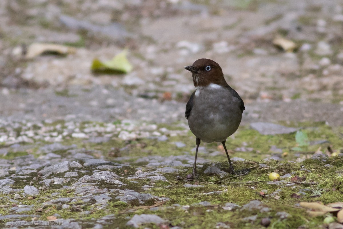 White-eyed Thrush - Tom Johnson