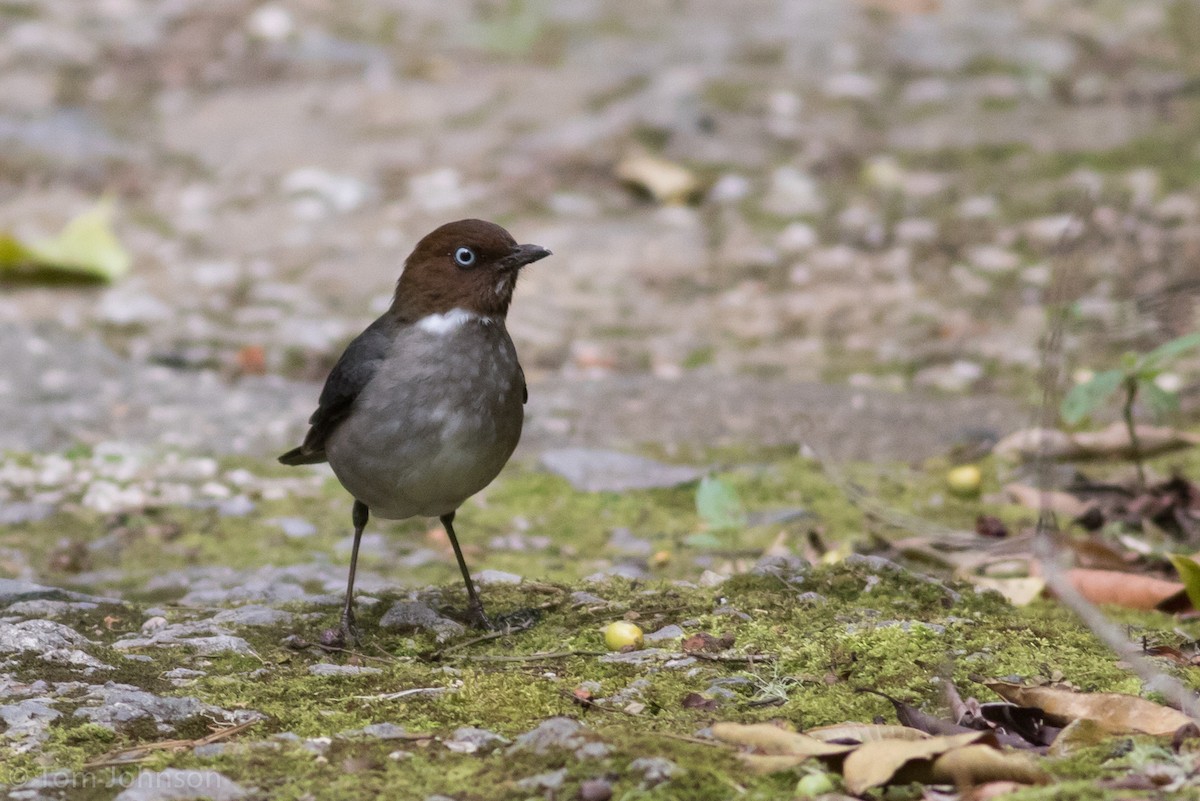 White-eyed Thrush - ML89319131