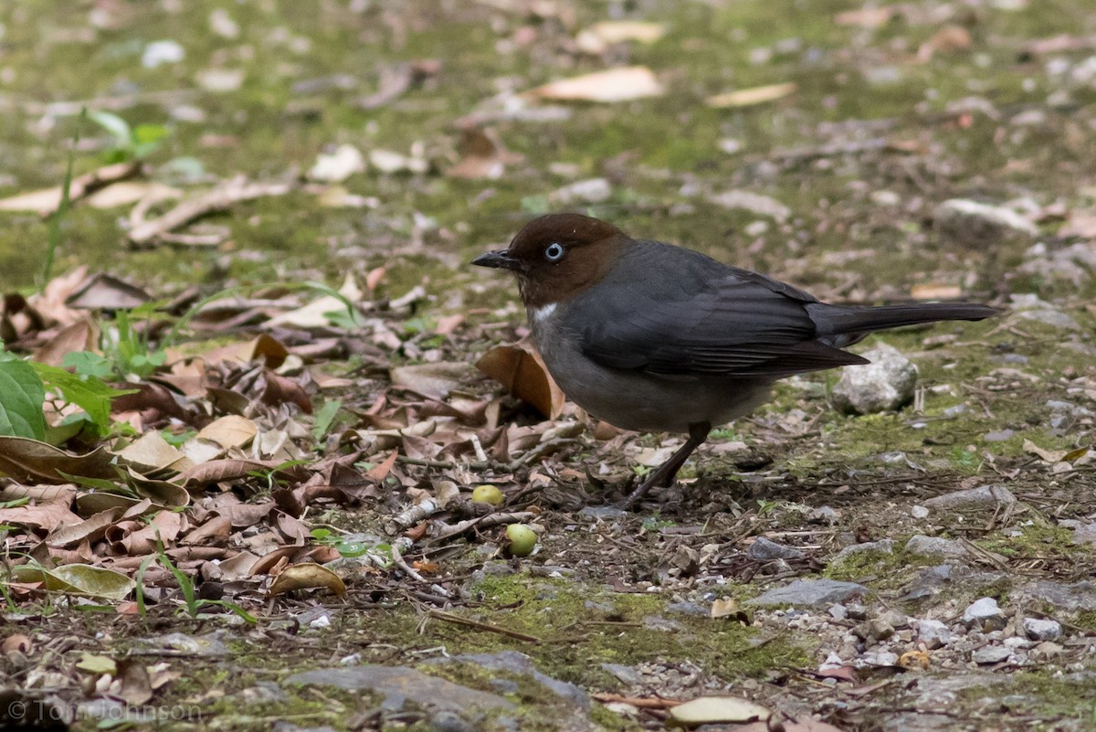 White-eyed Thrush - Tom Johnson