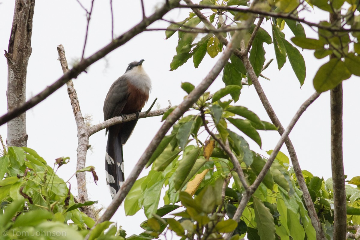 Chestnut-bellied Cuckoo - Tom Johnson