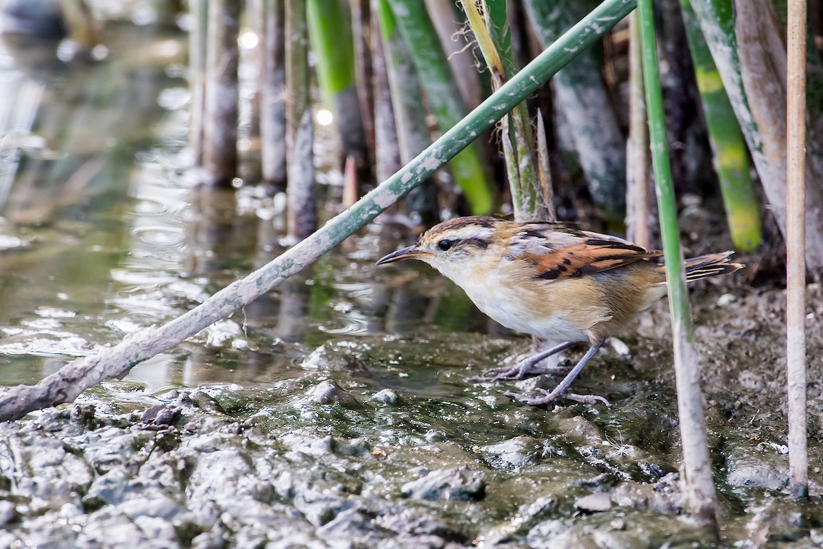 Wren-like Rushbird - Gerardo Serra