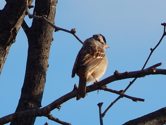 White-crowned Sparrow - Jason Fisher