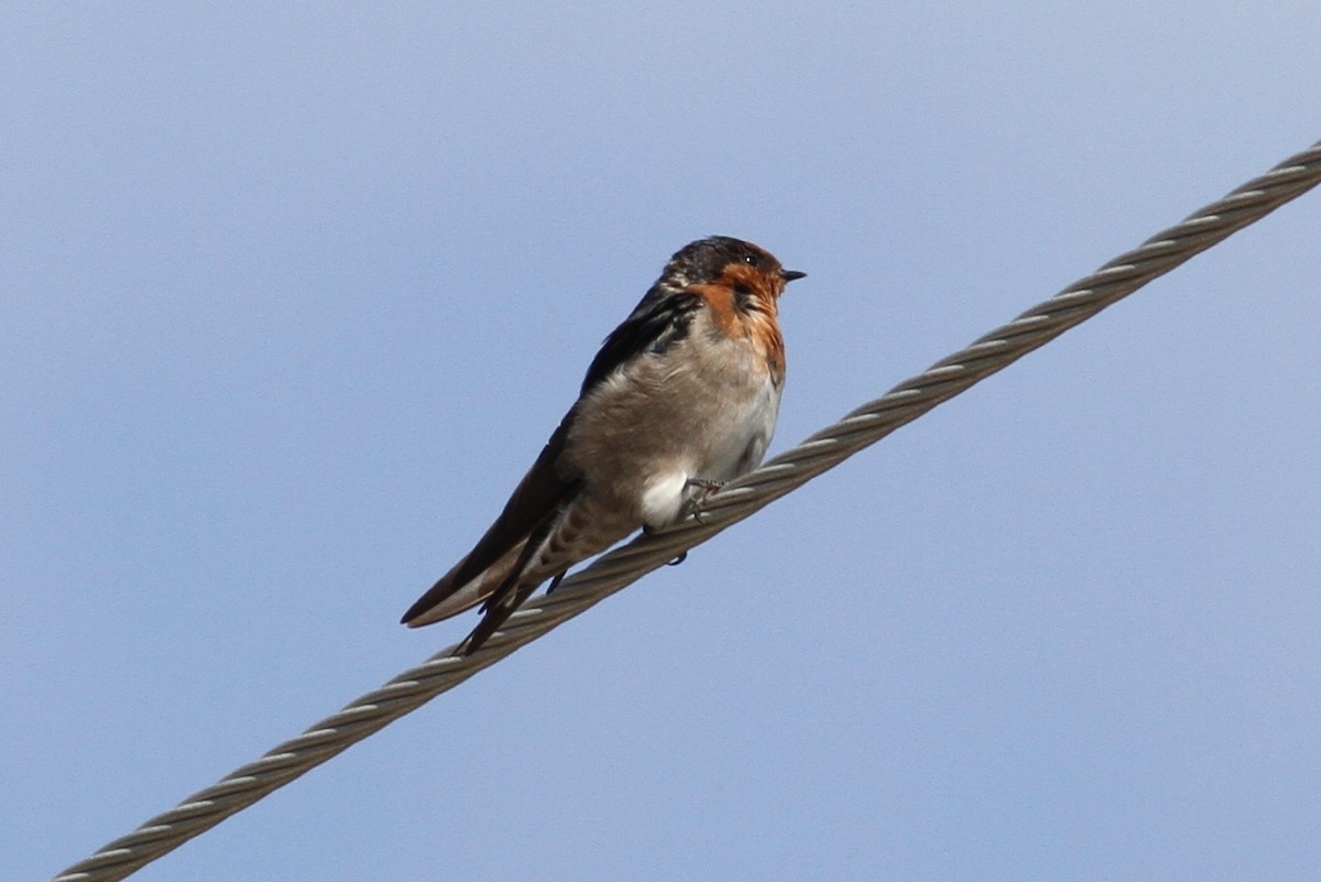 Welcome Swallow - ML89320901