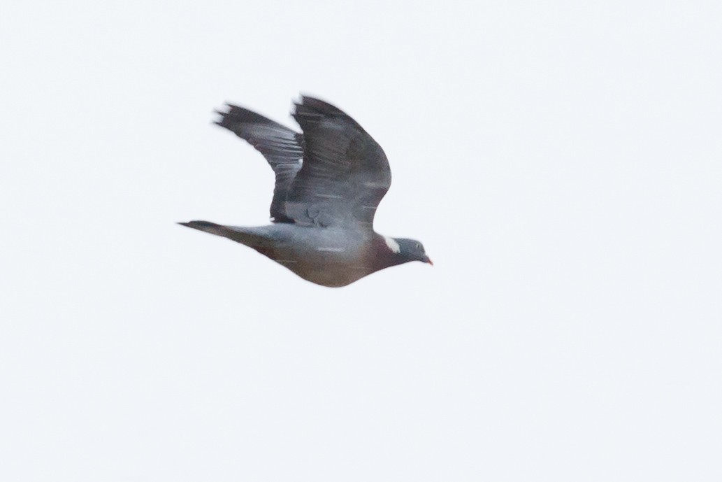 Припутень - ML89321051