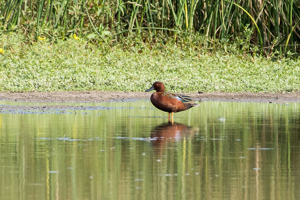 Cinnamon Teal - ML89322171