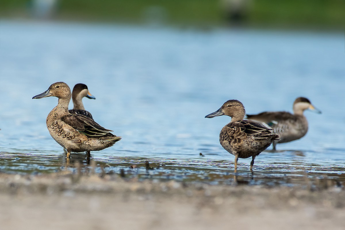 Cinnamon Teal - Gerardo Serra