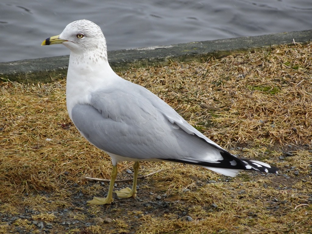 Ring-billed Gull - ML89322501