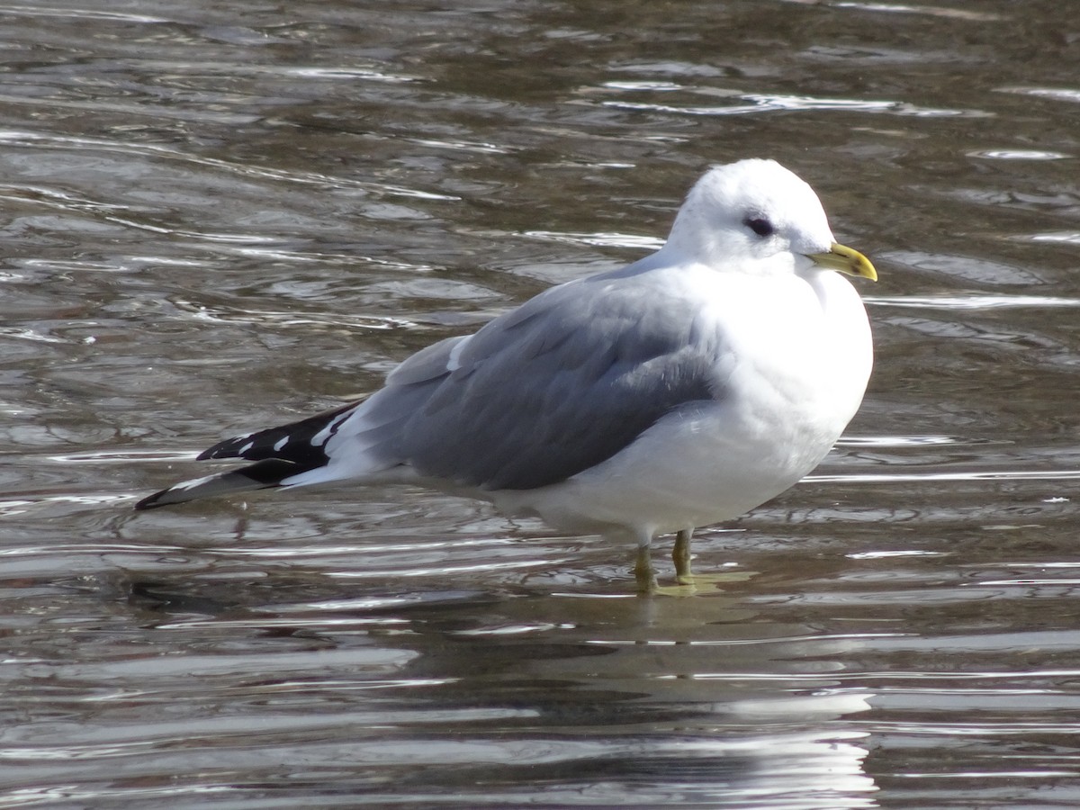 Common Gull (European) - ML89322561