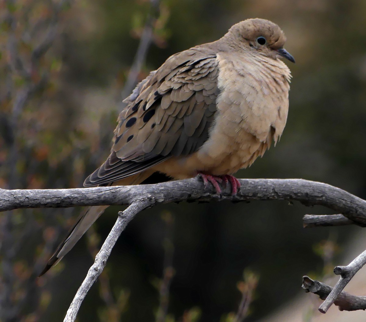 Mourning Dove - Kirsti Aamodt