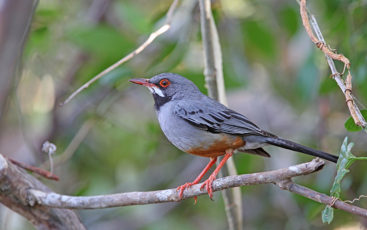 Red-legged Thrush - Christoph Moning