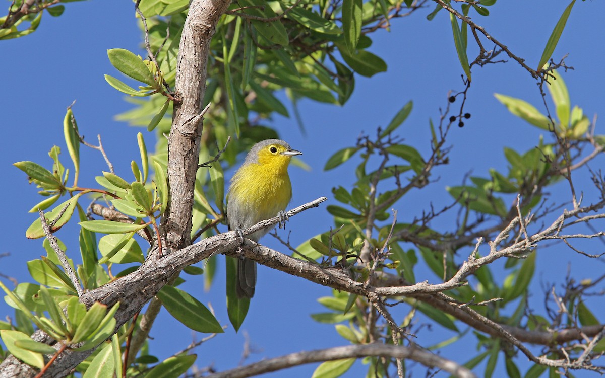 Oriente Warbler - ML89324271