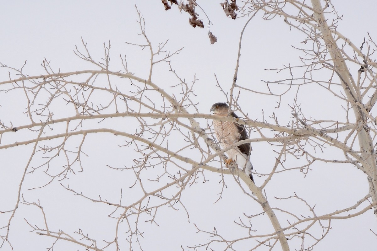 Cooper's Hawk - ML89324421