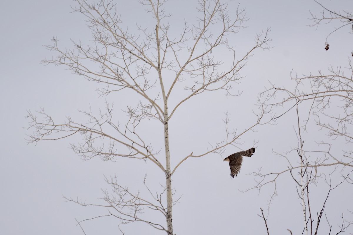 Cooper's Hawk - ML89324691