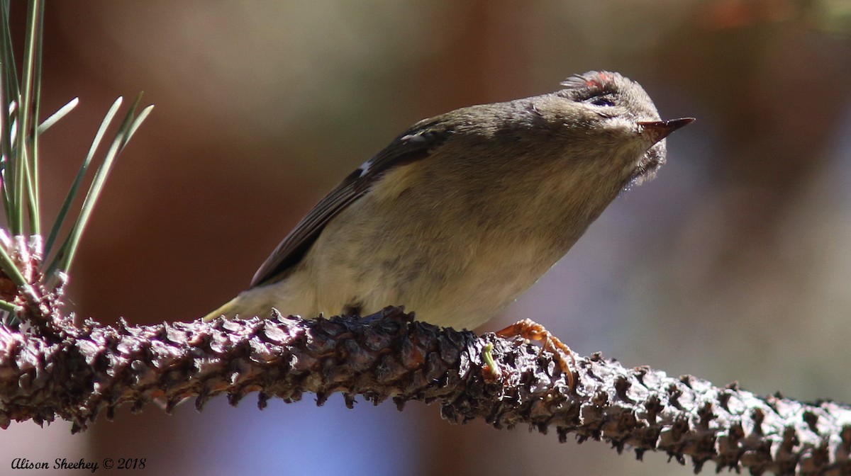 Ruby-crowned Kinglet - ML89326241