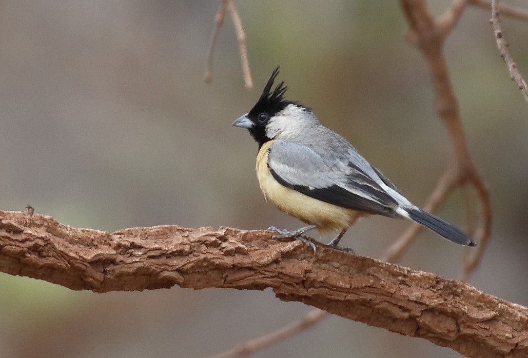 Coal-crested Finch - ML89328071